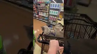 Shopping at Petco! 💙❤️