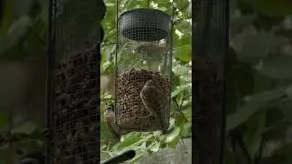 Полевые воробьи на кормушке.Bird feeder. #birds #birdsounds #nature #birdslover #birdsong #wildlife