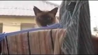 Cat Jumps of balcony!!!!! Fail with Music Sail by AWOLNATION