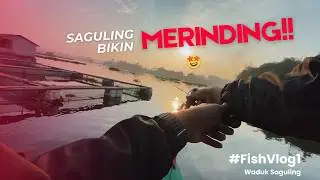 #1 GA NYANGKA SAGULING SEINDAH ITU 🔥🔥LULUS TOMAN AJA UDAH SEBAHAGIA ITU 🤝 #toman #mancingmania