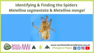 Identifying & Finding the Spiders Metellina segmentata & Metellina mengei