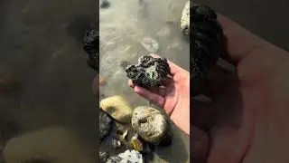 1️⃣0️⃣0️⃣ million year old 🦑 like creature ⚒️🇫🇷 #fossils #crystals #paleontology #ammonites