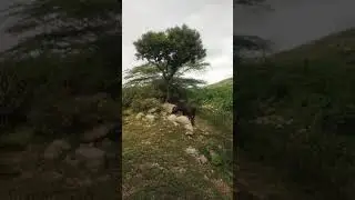 Rajasthan Akal or sukha 2021