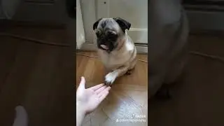 Tiktok pug #3  It all started when my mom