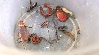 🐝Hunt and catch beautiful small insects. there are various cockroaches, worms, millipedes