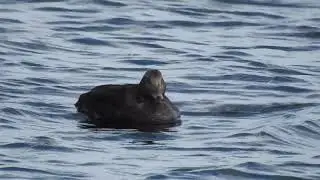 Edredon zwyczajny (Somateria mollissima)