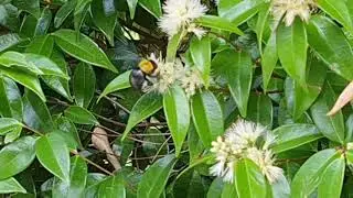 Hungry Carpenter Bees