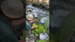 The Joy Of The Green Harvest 💚 Harvesting fresh fern || Edible Wild Ferns || Fresh Ferns