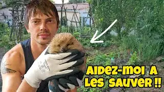 Comment SAUVER un bébé HÉRISSON
