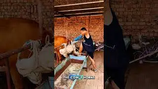 cutting cow horns using a chainsaw #feedshorts #shorts #shortsvideo