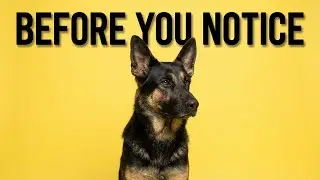 Things All German Shepherd Owners Misunderstand About Their Dog