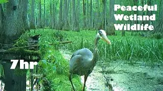 7 Hours of Peaceful Wetland Wildlife | Ambient Nature Sounds | No Music