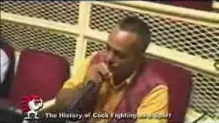 cockfighting documentary