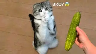 Animais engra&ccedil;ados 2021 - C&atilde;es e gatos fofos fazendo coisas engra&ccedil;adas #4