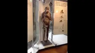 Ложь Люси Австралопитек Афарский. Джозеф Хаббард + Отрывок из фильма доктора Ментона Люси &laquo;Она не...