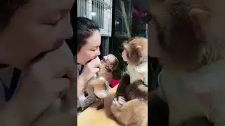 Adorable baby monkey and mom#monkeylove #cuteanimals #adorable #monkeybusiness