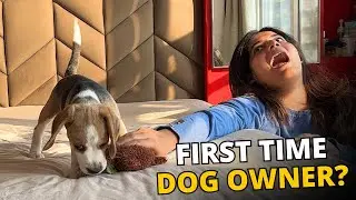 Are Beagles Good for First Time Dog Owners?