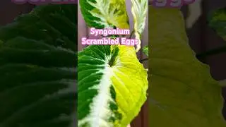 Syngonium Scrambled Eggs в лесных джунглях  #shorts