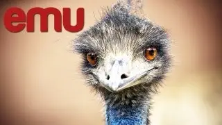 Start Emu Farm in India How to Start Emu Breeding Business India