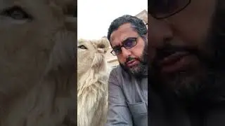 Slapping a lion