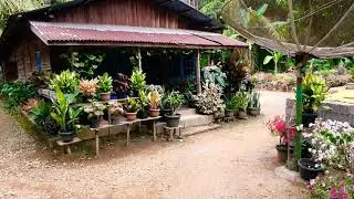 BUKAN HANYA PAKAR MEMBUAT SUBUR BUNGA CARANYA MENATA BUNGA PUN BIKIN ORANG TERKESIMA