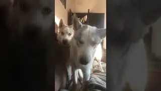 Huskies being a distraction