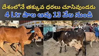 Cow market pileru //