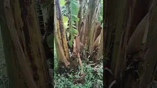 Dia de cuidar das plantinhas 