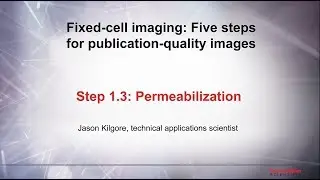 1.3 Permeabilization&ndash;Fixed cell imaging: 5 steps for publication-quality images