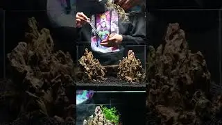 Aquascaping a Freshwater Aquarium ft. UNS Strata Pro #shorts
