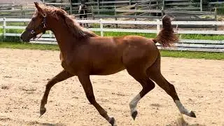 Duchess RF 2022 Hanoverian Filly by Diesel CF X San Ramiro X Laval I