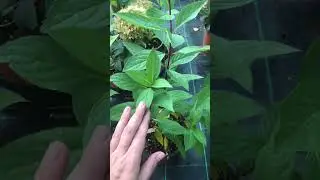 ТикледПинк 🌸Металлика🔥европейские саженцы 🪴пришлось побороться за них