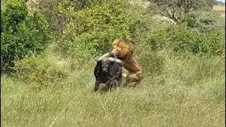 male lion and lioness attack old buffalo bring down video