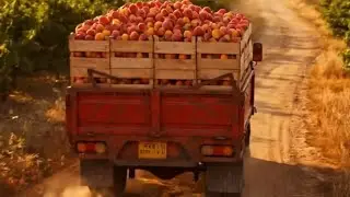 Peach from germination to fruting full documentry 