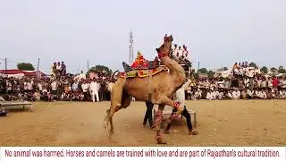 Camel animal video