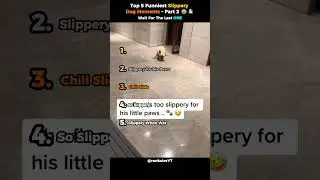 Top 5 Funniest Slippery Dog Moments &ndash; Part 2