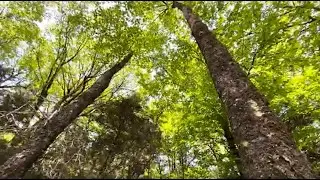 A special yellow birch tree #nature