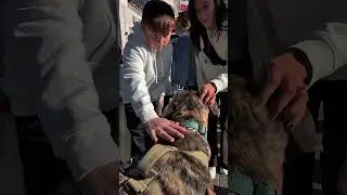 Tank seems to draw some attention  #thatguywithmastiffs #dogsofyoutube #RayBanMeta