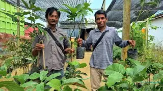 PAK MARWANTO & PAK EKO BERSIAP TANAM ALPUKAT! BIBIT SENILAI DUA JUTA RUPIAH DUKUNGAN HAMBA ALLAH