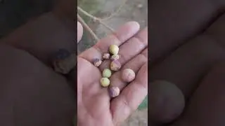 Fresh Phalsa 🍇 .#shorts #short #satisfying #shortsvideo #shortsviral #trending #shortsviral #garden