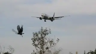 VOO DE CARGA - LATAM CHEGANDO EM VIRACOPOS COM O 77W DE PASSAGEIROS