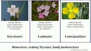 Blomv&auml;xter, ordning Myrtales, familj dun&ouml;rtsv&auml;xter clarkia angiosperms ovata modesta exilis Falskt