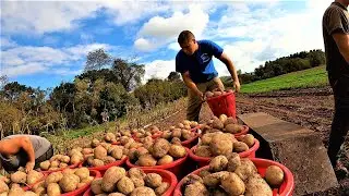Сбор картофеля на нашей овощной ферме
