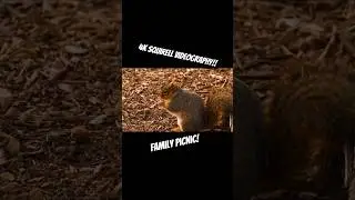 4K Squirrels!! - Sterling Co - Picnic!!