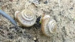 Daedalochila uvulifera (Shuttleworth, 1852) Peninsula Liptooth Snail