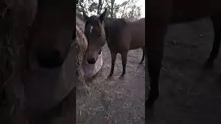 How to halter a horse that doesn't want to be caught 