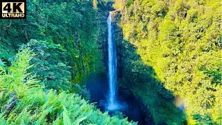 Hike to Akaka Falls Big Island Hawaii