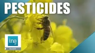 Des abeilles d&eacute;sorient&eacute;es par un puissant pesticide | Archive INA