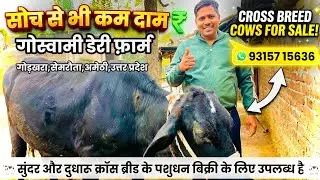 सोच से भी कम दाम में सुंदर और दुधारू पशुधन बिक्री के लिए उपलब्ध है।