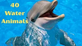 🐠 40 Water Animals Name for Kids | 🐋 40 Big and Small Sea Animals for Kids🦈